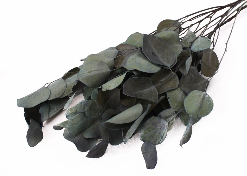 Picture of Eucalyptus Populus Blue 40-50cm 75gr